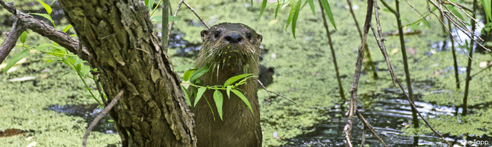 Otter in wetland Otter in wetland