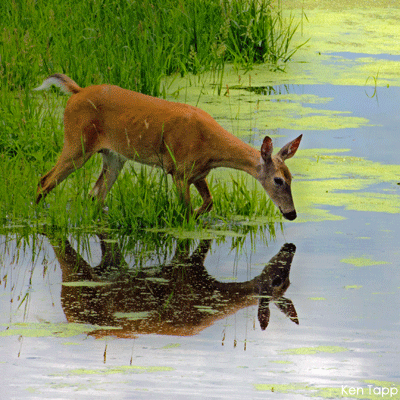 Deer in wetland