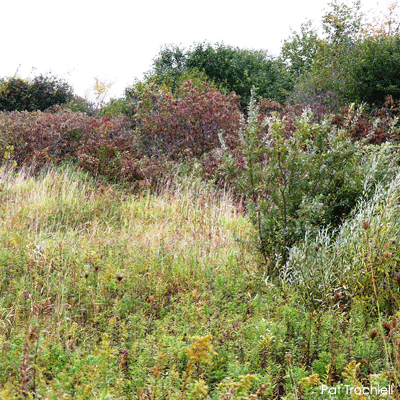 Wetland with shrubs 