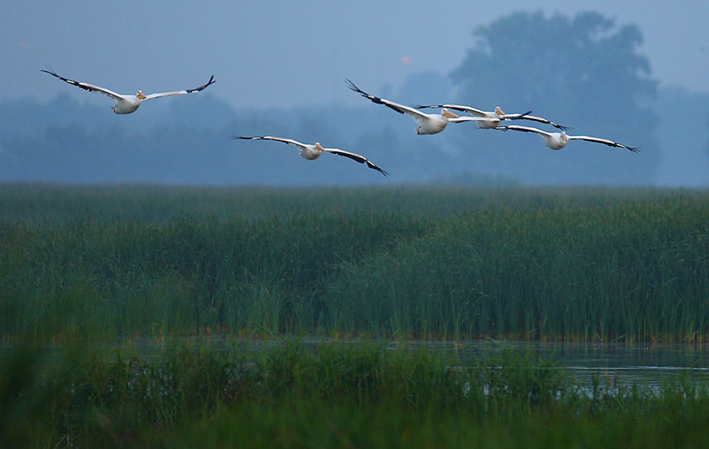 Sponsor a wetland bird species and support the Wisconsin Breeding Bird Atlas II