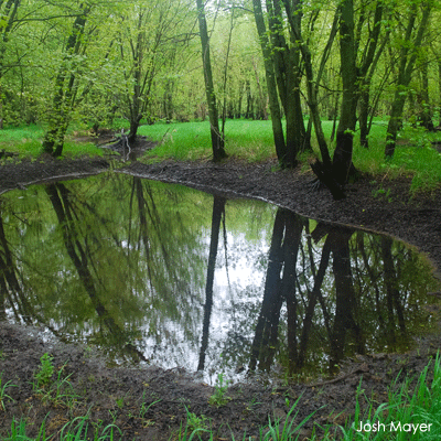 Depression in forest filled with water