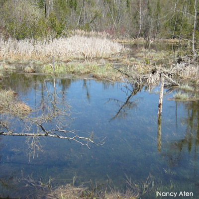 Wetland in spring with high water