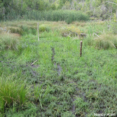 Wetland in summer with no standing water