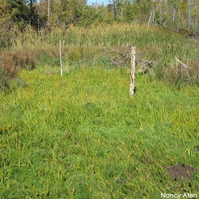 Wetland in fall with no standing water