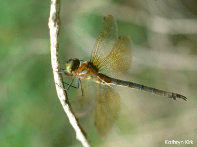 Endangered dragonfly 