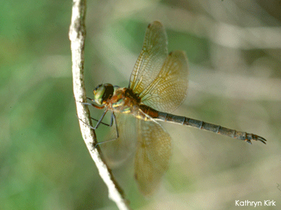 Endangered dragonfly Endangered dragonfly