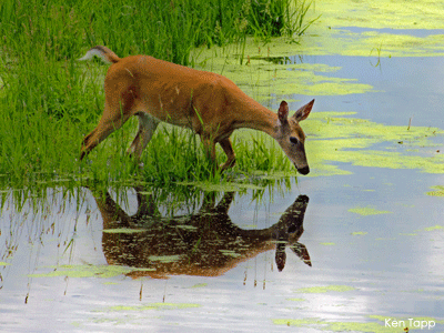 Deer drinking in wetland