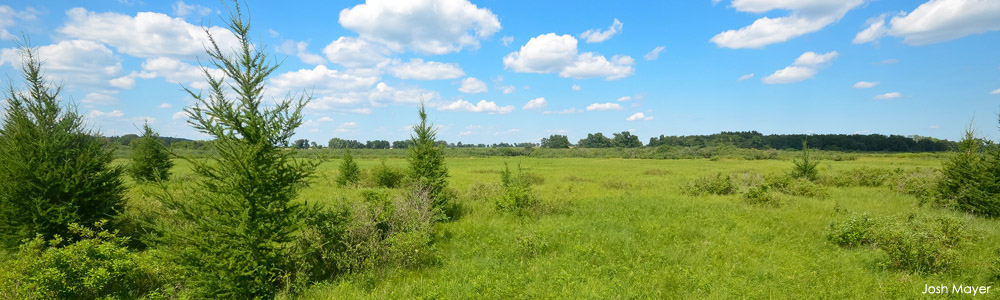 Bogs and fens  Wisconsin Wetlands Association