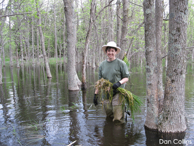 Woman pulling weeds in wetland