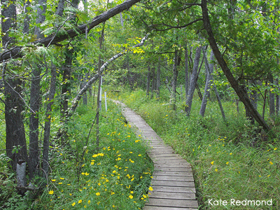 Boardwalk in wetland