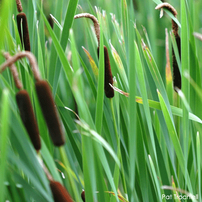 Cattails Cattails