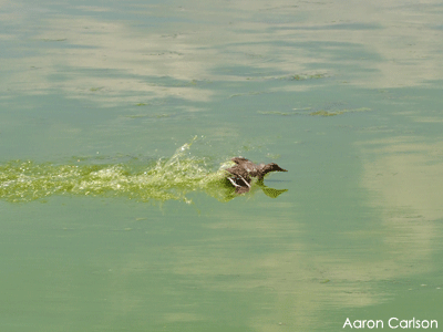 Duck swimming in unhealthy water