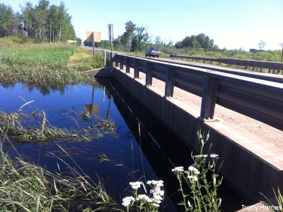 Wetland holding water by road