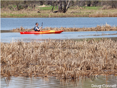 Man kayaking in marsh