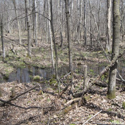 Forest with wetland