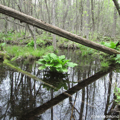 Wetland with trees and plants
