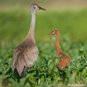 Adult and immature crane standing in field
