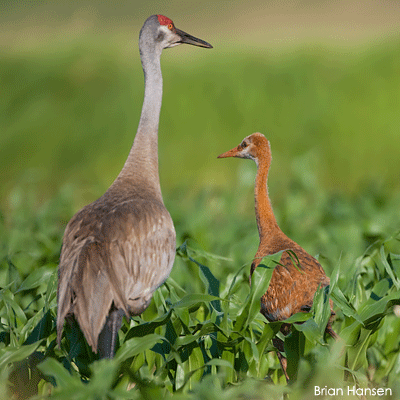 Adult and baby crane Adult and baby crane