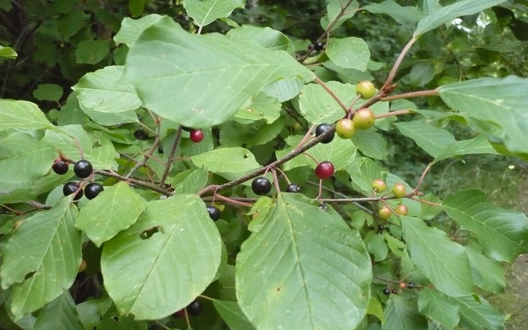 Managing buckthorn in your wetland