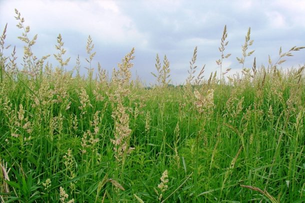 Managing reed canary grass | Wisconsin Wetlands Association