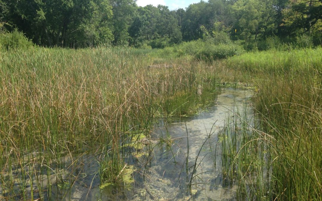 WWA on possible rollbacks to federal wetland protections