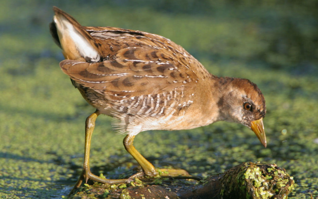 Wild rice: food for migrating waterfowl