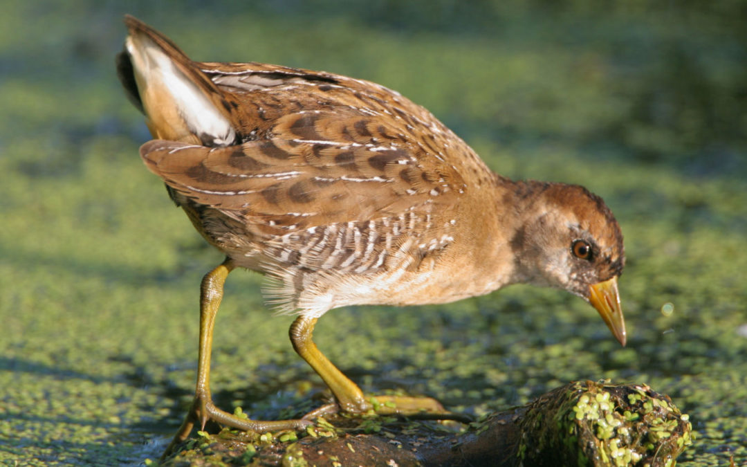 sora rail