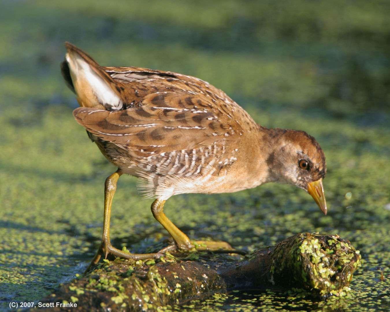 sora rail