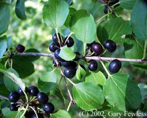 common-buckthorn-gary-fewless