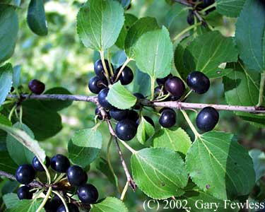 common-buckthorn-Gary.Fewless.jpg