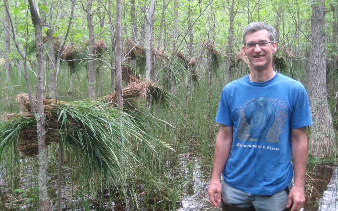 Managing reed canary grass