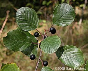 glossy-buckthorn-gary-fewless