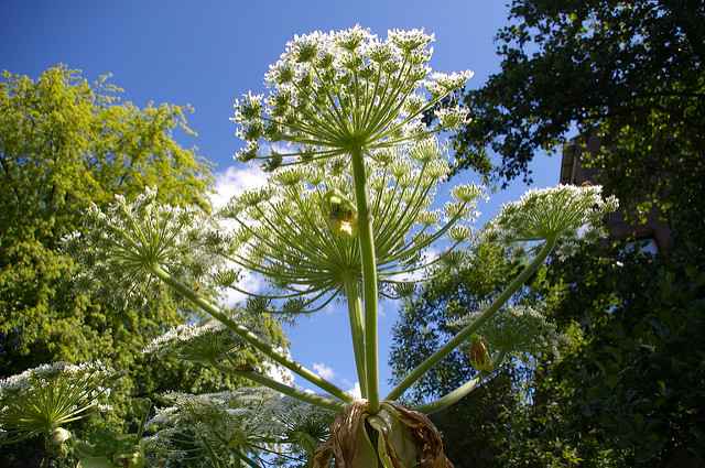 Watch for giant hogweed in your wetland