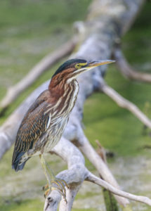 Green heron in wetland