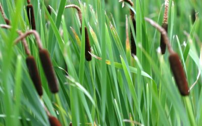 Managing cattails with water level control
