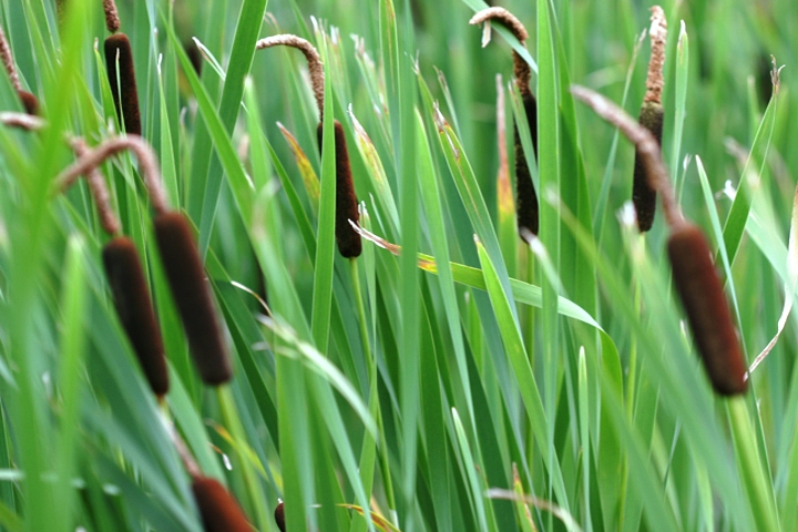 Managing cattails with water level control