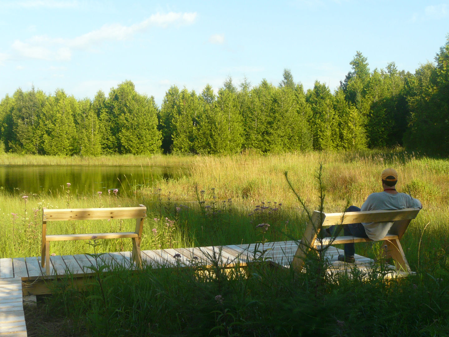 Man viewing wetland