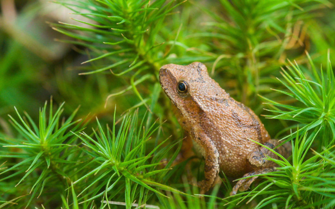 Identifying frogs and toads by their calls