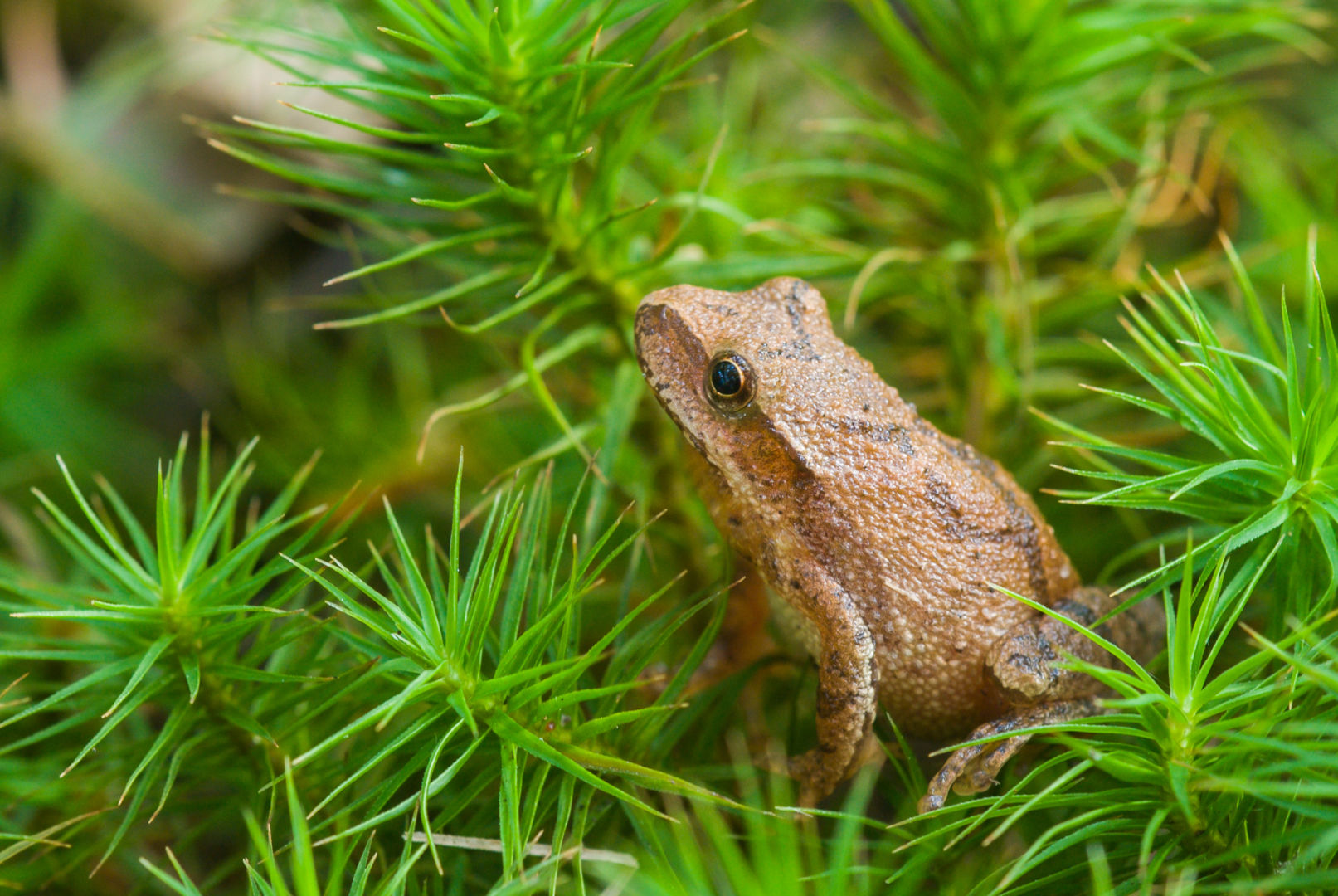 Identifying frogs and toads by their calls