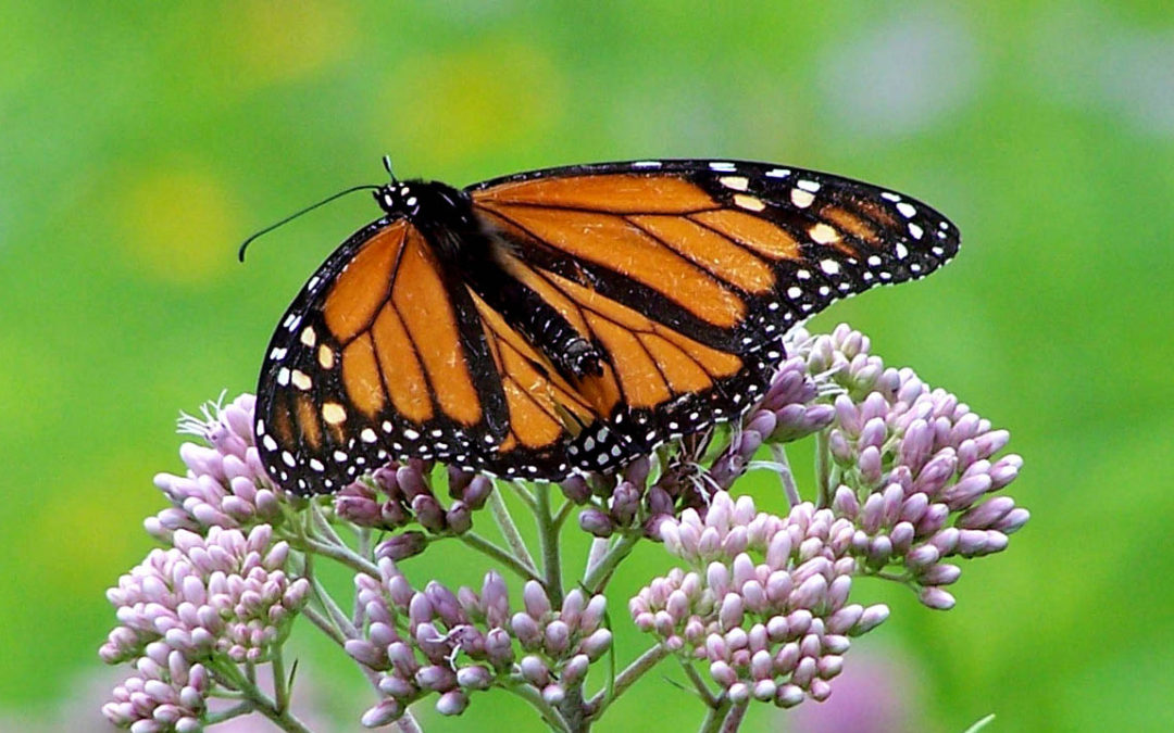 How caring for your wetlands helps monarch butterflies