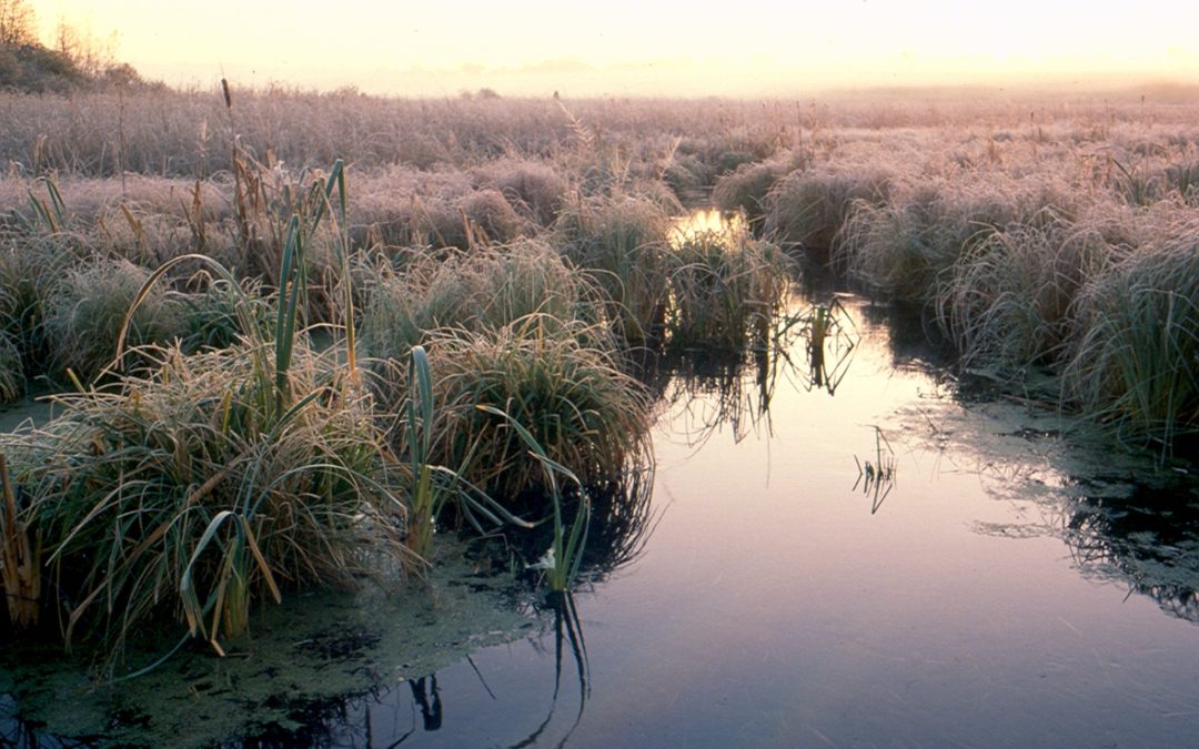 Wetlands and groundwater: It’s all connected