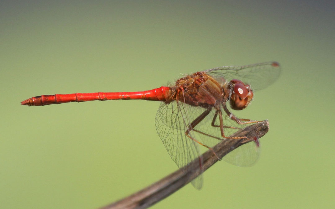 Tips for dragonfly spotting