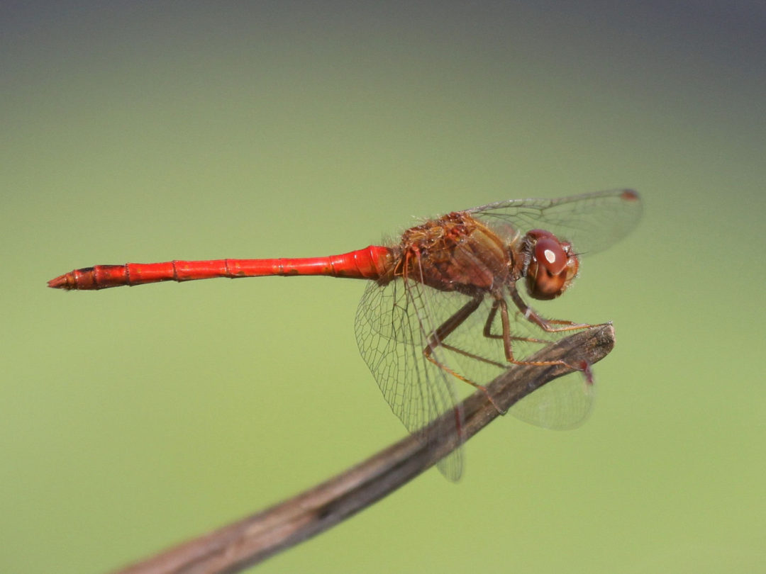 6 dragonflies and damselflies to know Wisconsin Wetlands Association