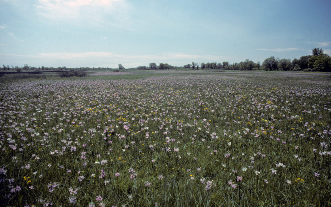 Meadow at Chiwaukee Prairie with flowers in bloom