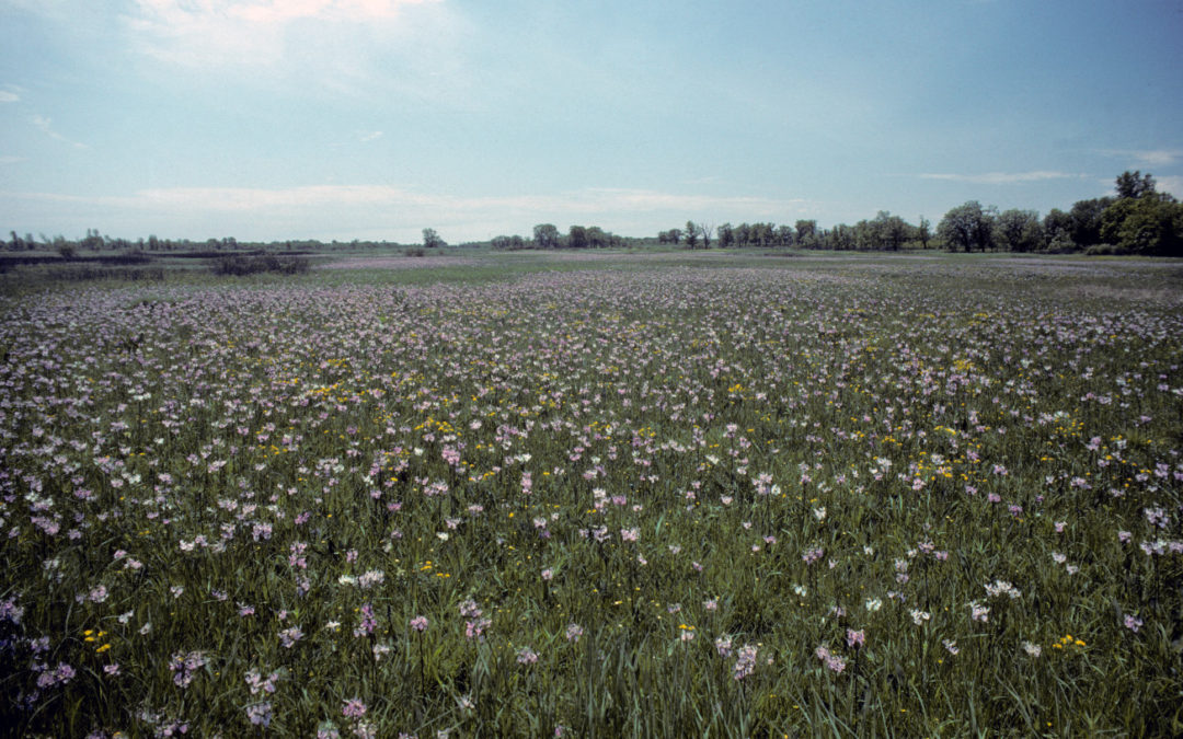 Celebrating Wisconsin’s Wetlands of International Importance: Chiwaukee Prairie