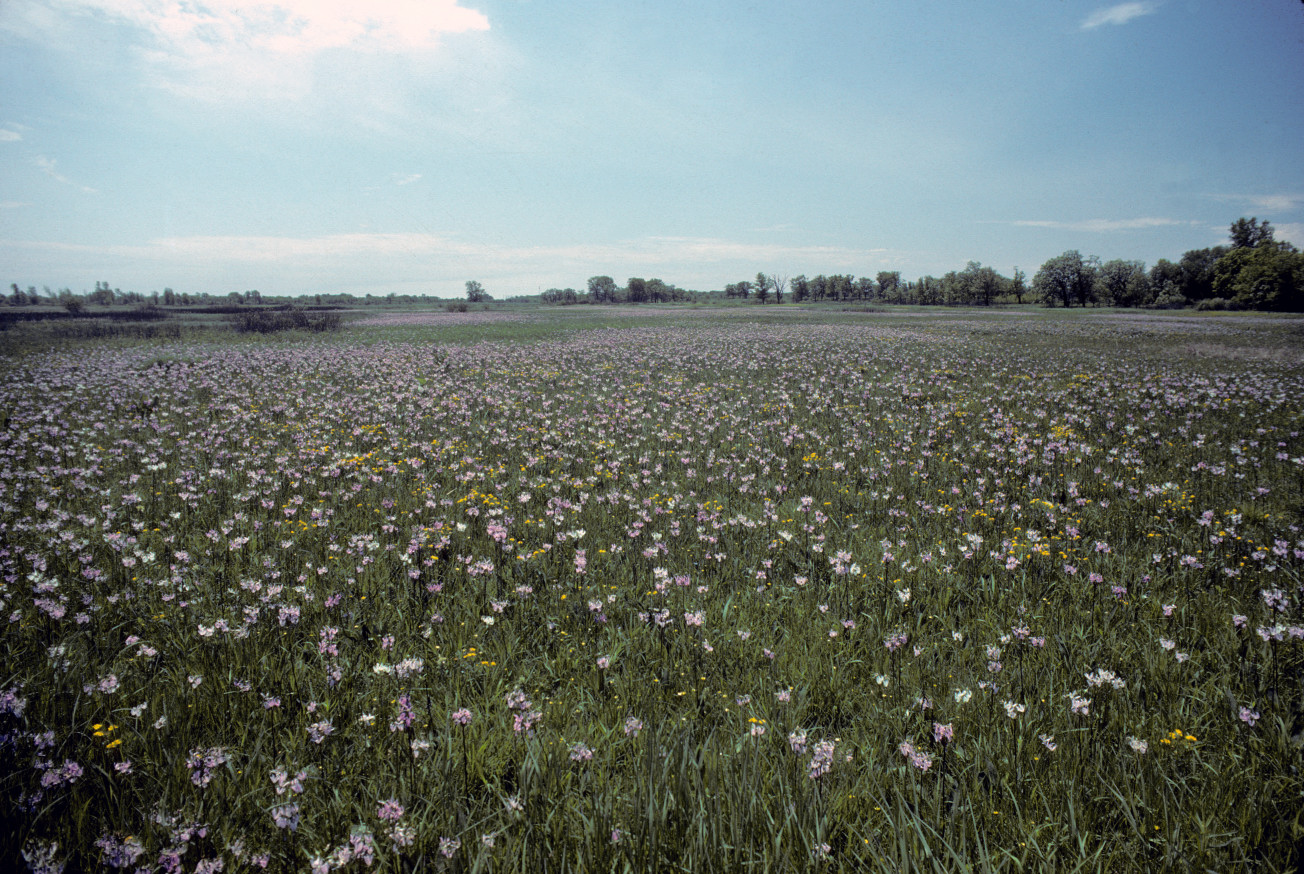 Meadow at Chiwaukee Prairie with flowers in bloom