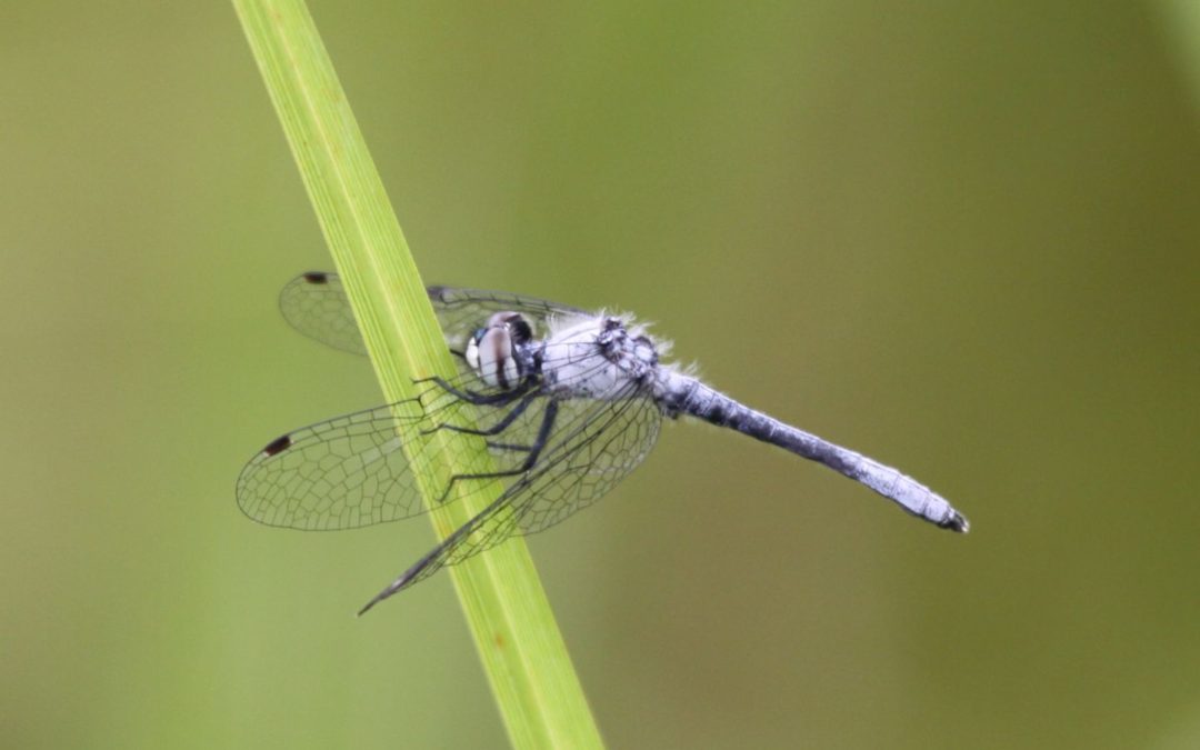 6 dragonflies and damselflies to know
