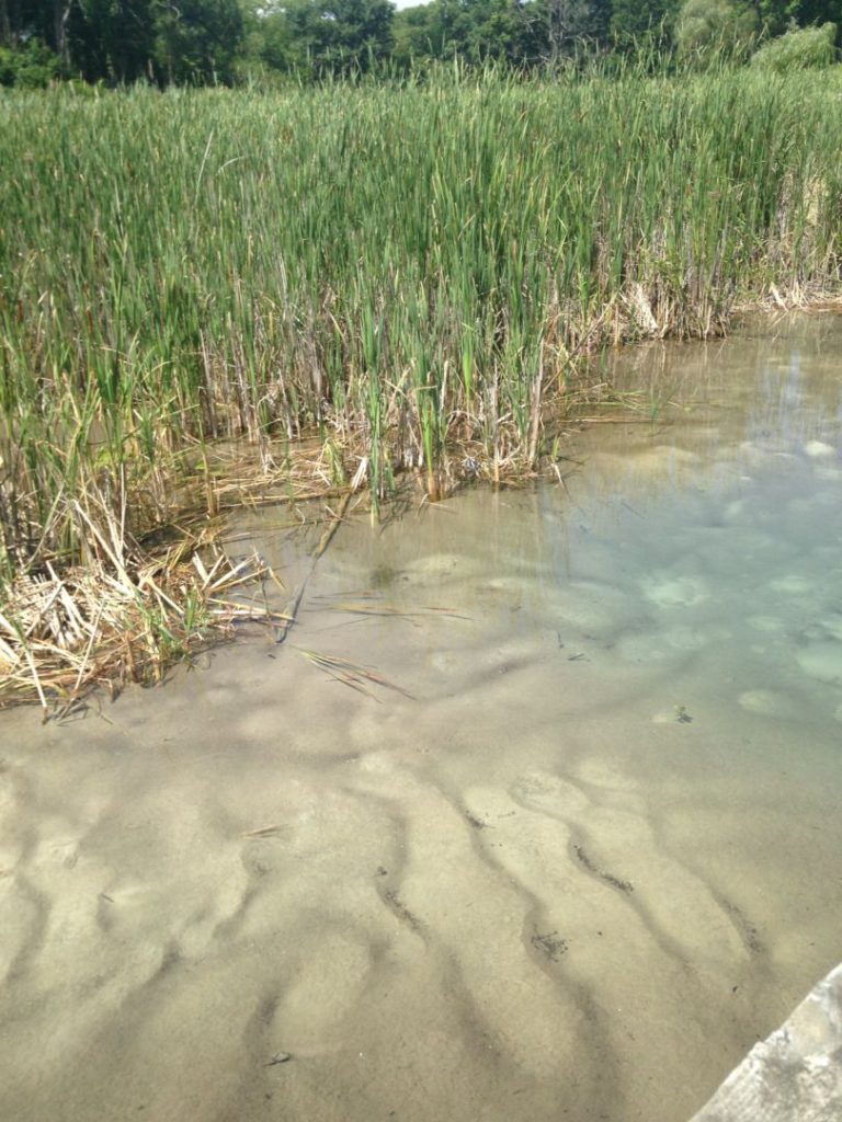 How wetlands protect communities during floods Wisconsin Wetlands