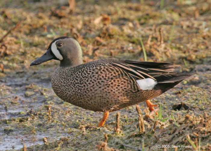 Blue winged teal walking in wetland