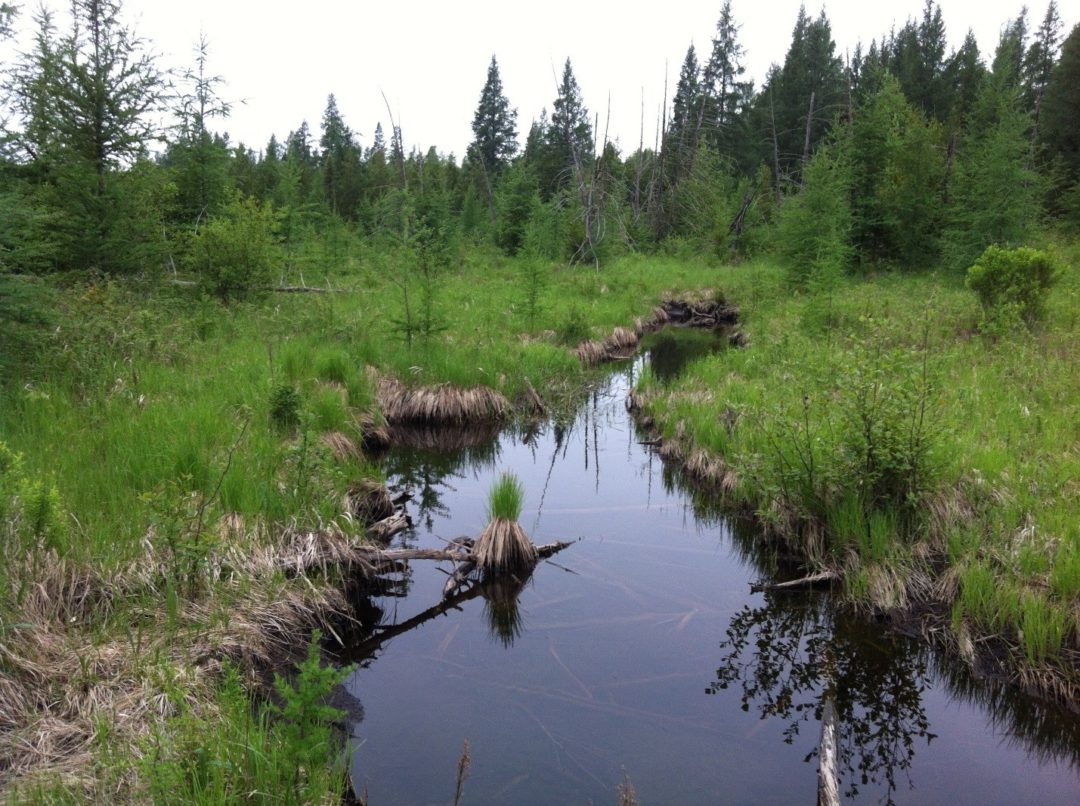 The path forward Wisconsin Wetlands Association
